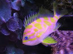 Saltwater Fish By Type