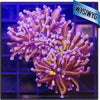 All Coral In store