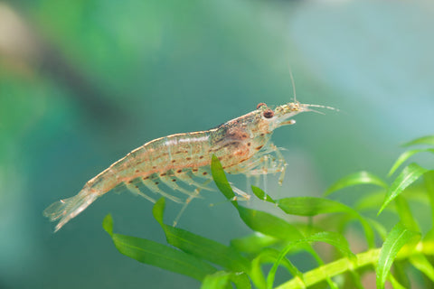 Shrimps Amano - Freshwater