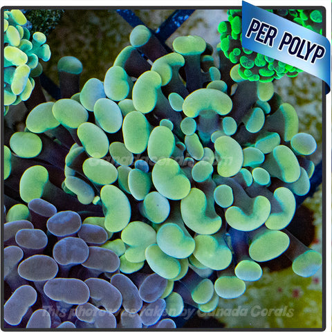 Green and Gold Hammer Frag Per Polyp