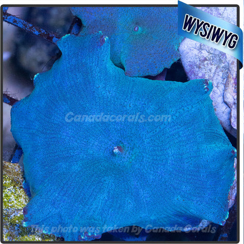 Blue Discosoma Mushroom WYSIWYG