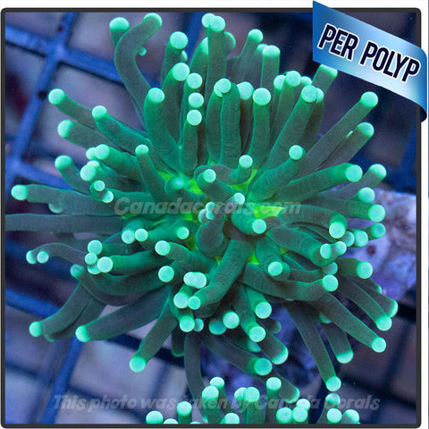 White Tipped with Nuclear Mouth Green Torch Frag Per Polyp
