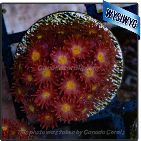 Red and Yellow Micro - Goniopora Frag WYSIWYG 3