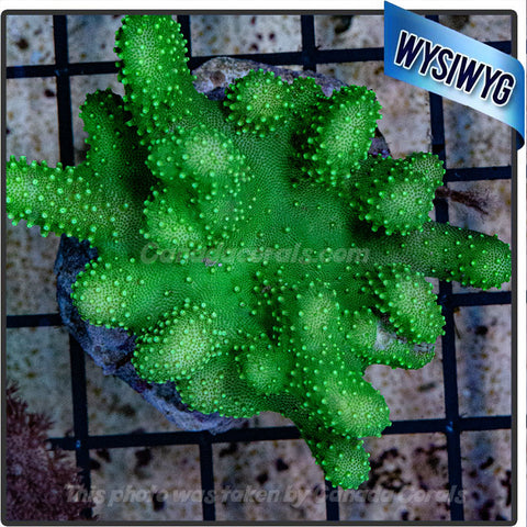 Neon Green Lobophytum Leather Colony WYSIWYG