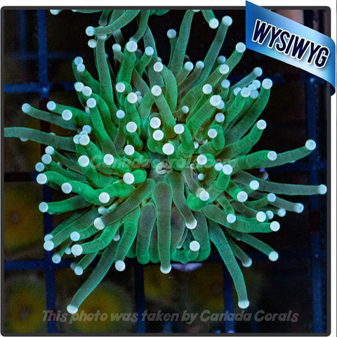 White Tipped Indo Green Torch WYSIWYG 2