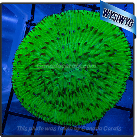 Lime Green Dream Fungia Plate Coral WYSIWYG