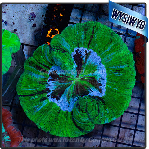 Ultra Green Wellsophyllia WYSIWYG