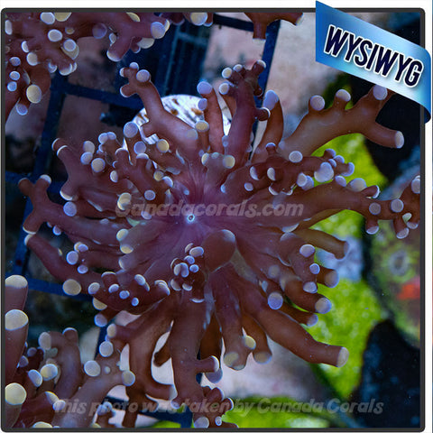 Rose/Gold Frogspawn Euphyllia Frag WYSIWYG 4