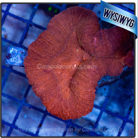 Ultra Red Lobophyllia WYSIWYG - P19