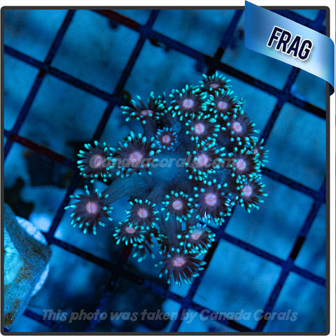 Teal with Pink Centre Goniopora Flowerpot Frags (1.5-2 Inch)