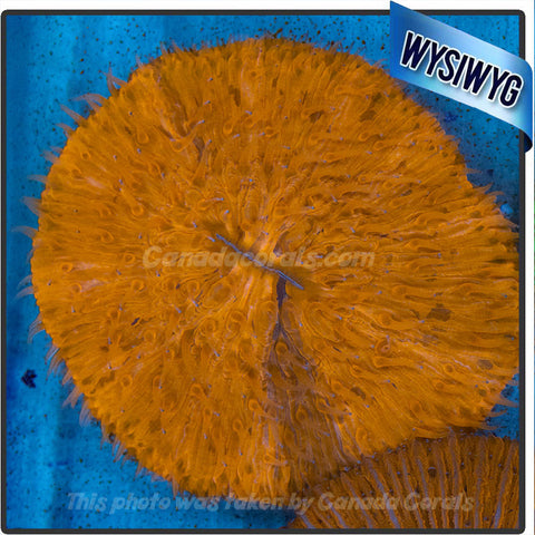 Ultra Orange Fungia Plate Coral WYSIWYG