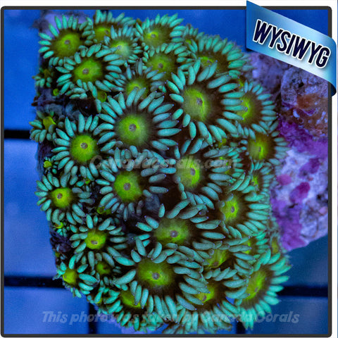 Teal with Yellow Centre Goniopora Flowerpot WYSIWYG