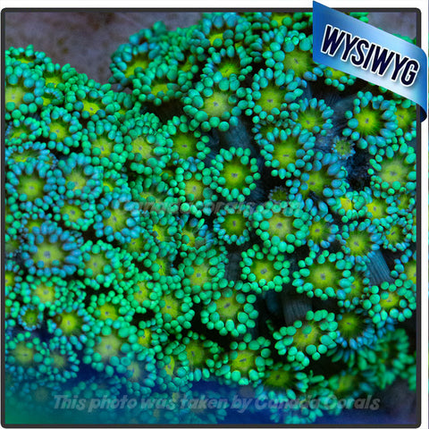 Teal with Yellow Centre Goniopora Flowerpot WYSIWYG 2