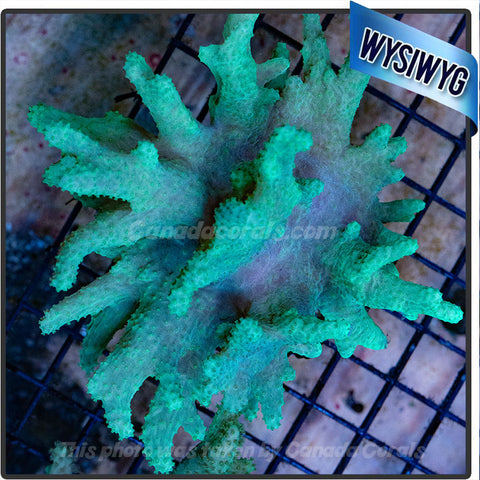 Neon Green Devil's Hand Leather Colony WYSIWYG - P20