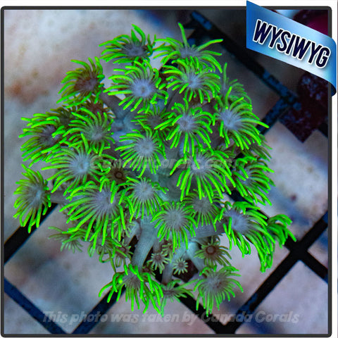 Yellow Goniopora Flowerpot Frag WYSIWYG 3