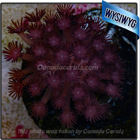 Red Goniopora Flowerpot WYSIWYG