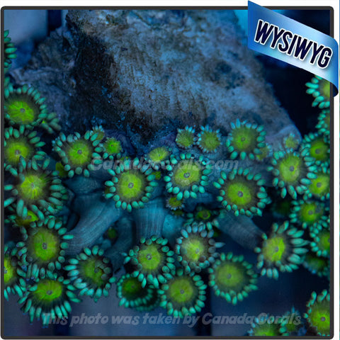 Teal with Yellow Centre Goniopora Flowerpot Frag WYSIWYG 2