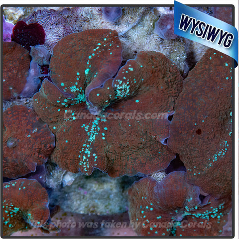 Blue Speckled Discosoma Mushroom Per Polyp