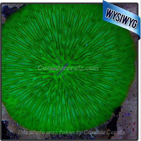 Neon Green Fungia Plate Coral WYSIWYG