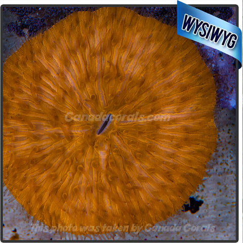 Orange Fungia Plate Coral WYSIWYG