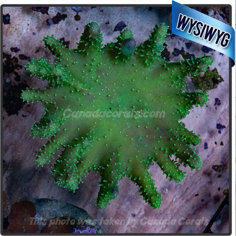 Neon Green Lobophytum Leather Colony WYSIWYG 2