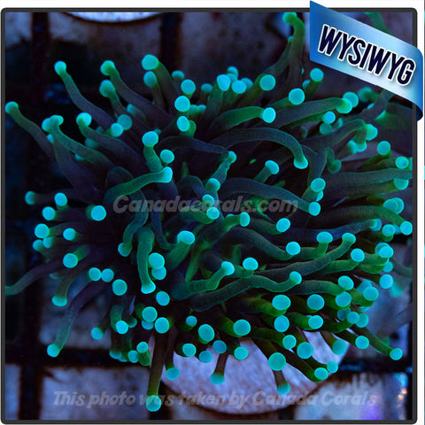 Teal Tipped Indo Gold Torch WYSIWYG