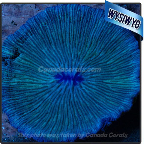 Purple Fungia Plate Coral WYSIWYG