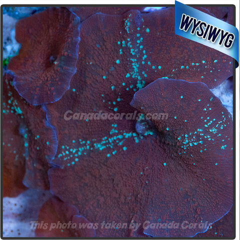 Blue Speckled Discosoma Mushroom WYSIWYG