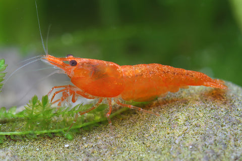Orange Neocardina Freshwater Shrimp