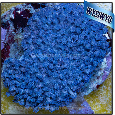 Blue Goniopora WYSIWYG
