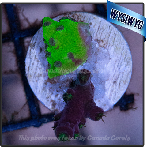 Valentine/ Green Anacropora Combo Frag WYSIWYG