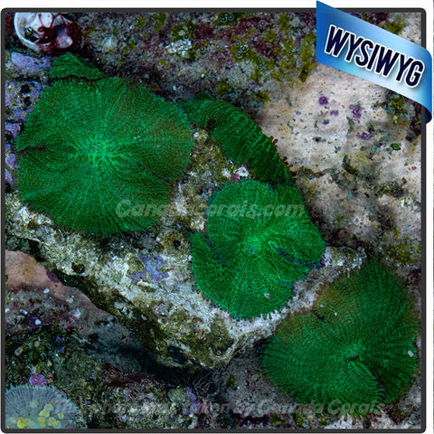 Neon Metallic Green Rhodactis Mushroom Colony WYSIWYG