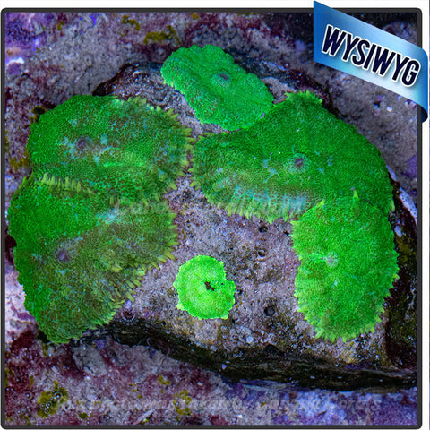 Neon Metallic Green Rhodactis Mushroom Colony WYSIWYG 2