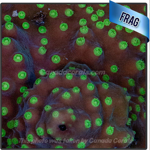 Purple Envy Scroll Coral Frag - 1 Inch -T5