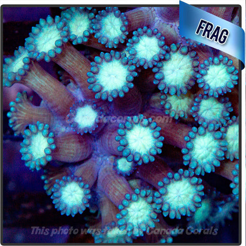 Neon Green with Blue Rim Goniopora Flowerpot Frag - O9