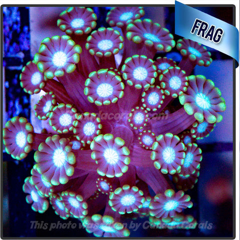 Aqua Highlight Branching Alveopora Flowerpot Frag