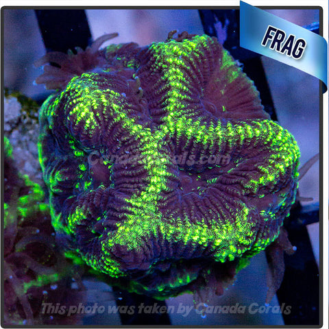 Grape Riot Platygyra Maze Coral Frag - N15