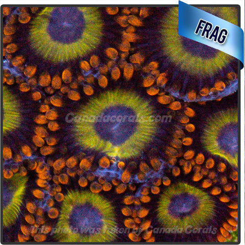 Froot Loops Zoanthid (3-5 Polyps) Frag