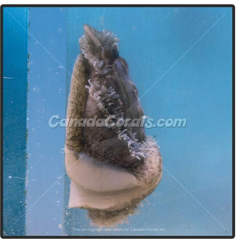 Abalone Snail - Canada Corals (1378175647827)