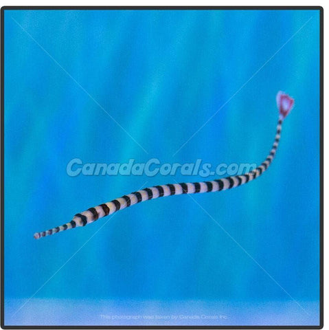 Banded Pipefish - Canada Corals (398866013)
