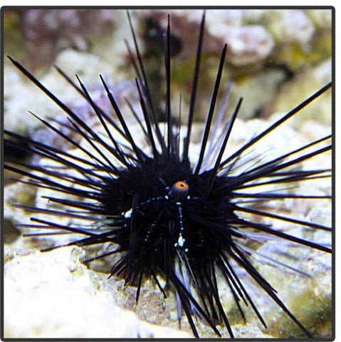 Black Long Spine Urchin - Canada Corals (1766068865)
