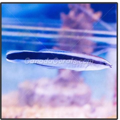 Blue Cleaner Wrasse - Canada Corals (399746009)