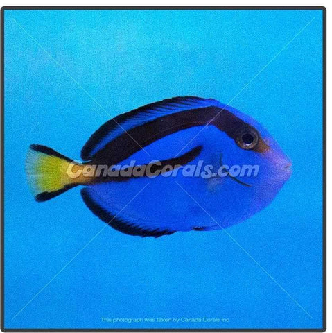 Blue Hippo Tang (Blue Surgeonfish) - Canada Corals (1880785089)