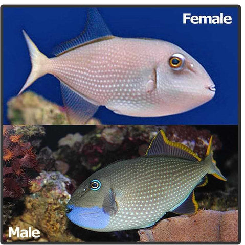 Blue Throat Triggerfish - Canada Corals (379351657)