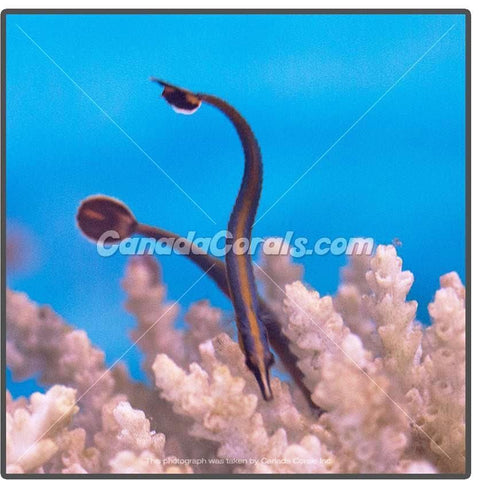 Bluestripe Pipefish - Canada Corals (1299519635524)