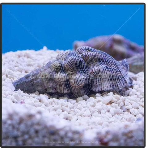 Cerith Snail - Canada Corals (1480767553)