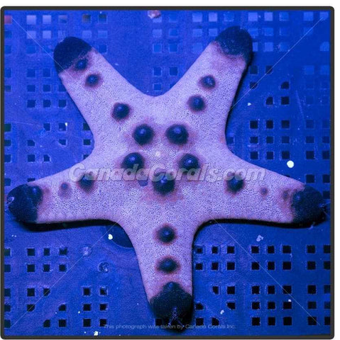 Chocolate Chip Starfish - Canada Corals (379479777)