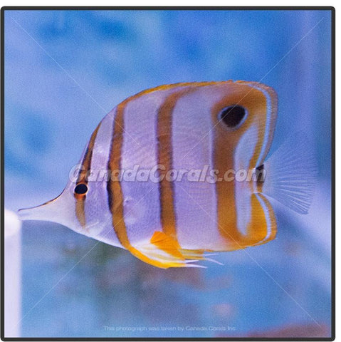 Copperband Butterflyfish - Canada Corals (398827485)
