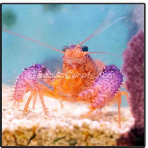 Debelius' Reef Lobster - Canada Corals (431551405)