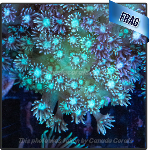 Aquamarine Goniopora Flowerpot Frag
